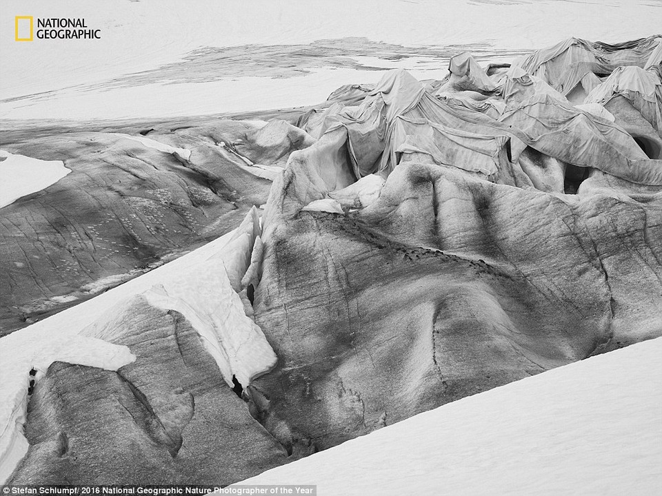 Một số ngọn núi ở Thụy Sỹ được phủ lớp vải mềm mại, ngăn chúng không bị những tác động xấu của việc nóng lên toàn cầu.