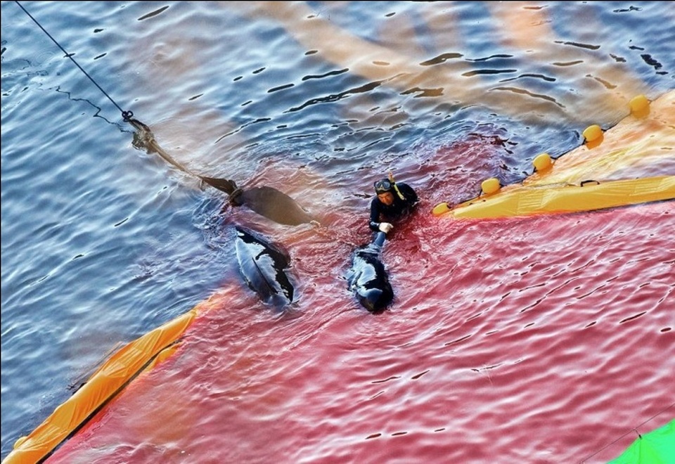 Ám ảnh với chuyến săn cá voi đẫm máu ở Nhật Bản - 1 Ám ảnh với chuyến săn cá voi đẫm máu ở Nhật Bản - 1