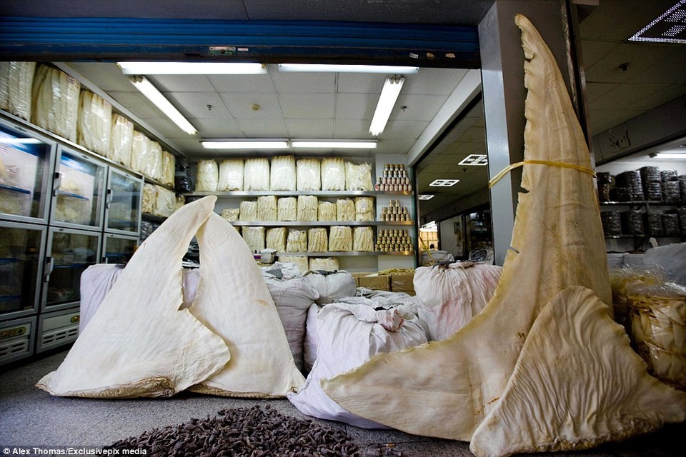 Vi cá mập bày bán ở khu chợ Haizu. Một vây cá mập trắng lớn có thể lên tới 1000 USD.