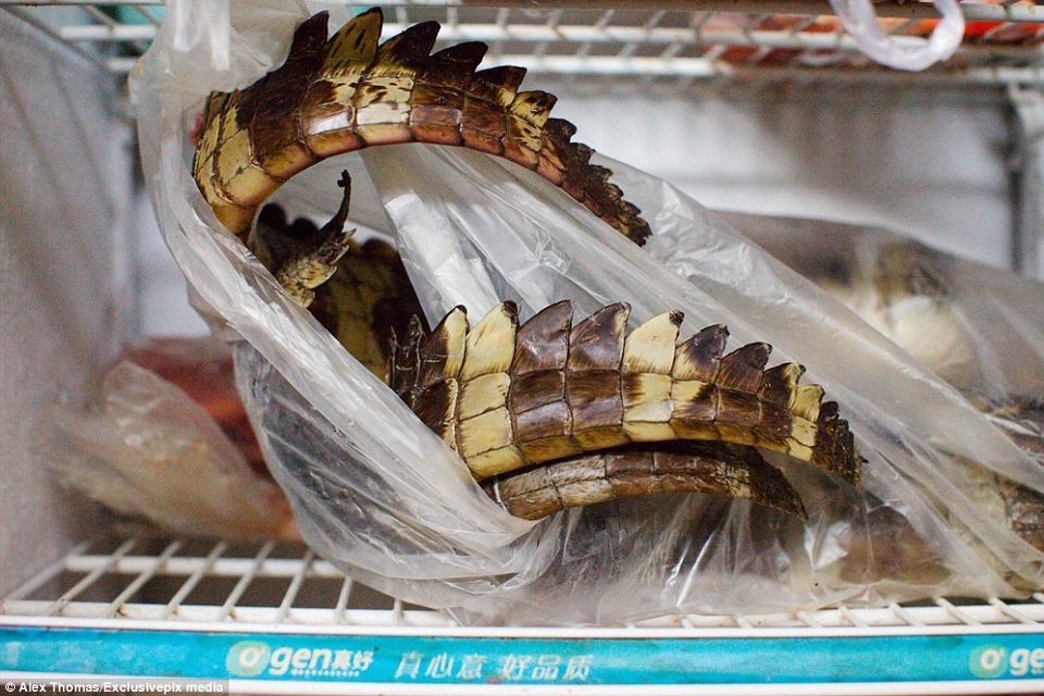 Đuôi của hàng chục con cá sấu tại một nhà hàng ở Huangsha.