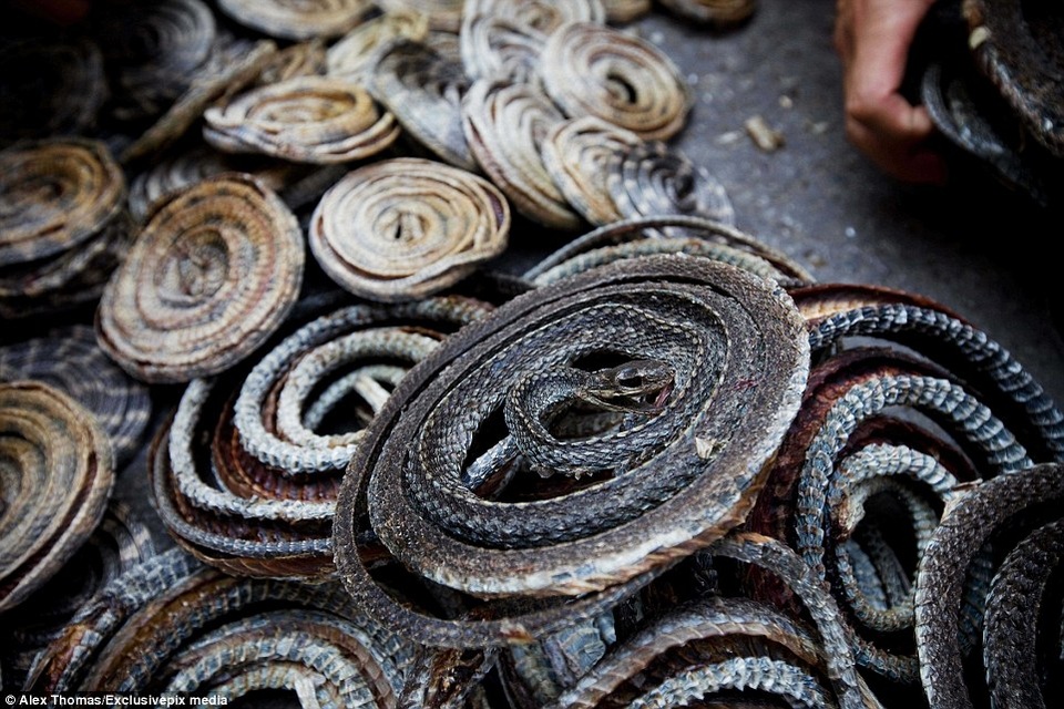 Rắn khô bày bán ở chợ Qingping.