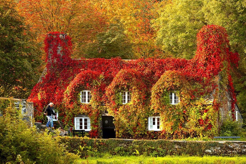 Cảnh sắc thiên nhiên đẹp nao lòng khi đất trời vào thu - 2 Quán trà Tu Hwnt I’r Bont ở Llanrwst, Bắc xứ Wales nhuộm màu đỏ úa với không gian đậm chất cổ tích.