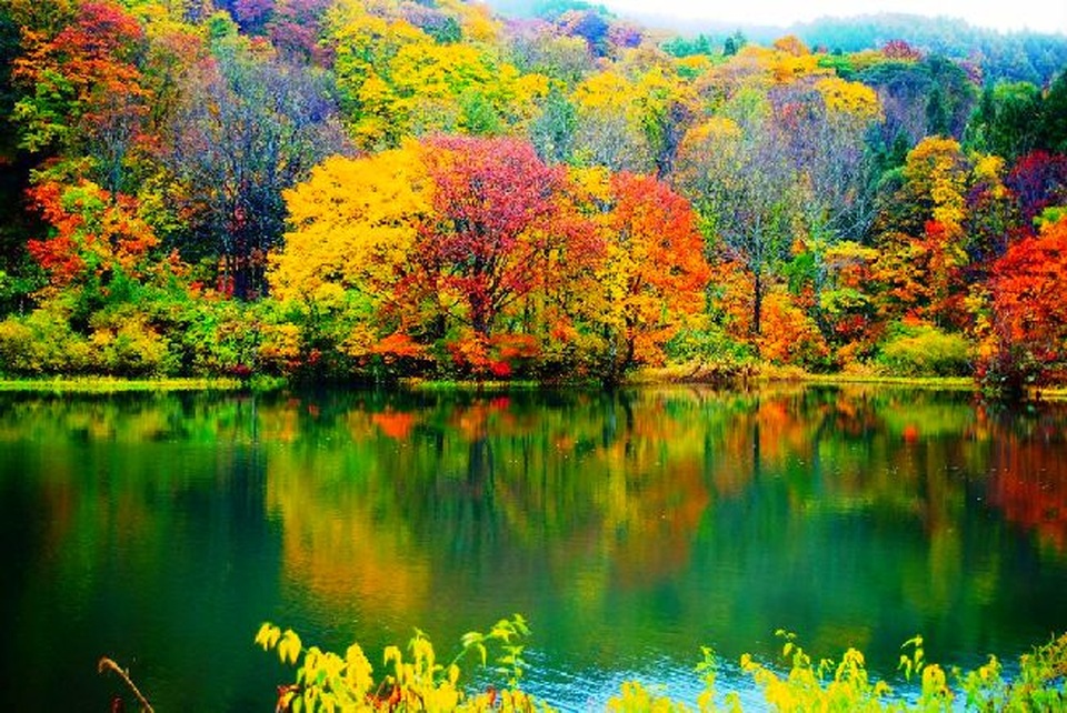 Lặng ngắm vẻ đẹp bình yên bất tận của hồ ngũ sắc Goshiki-numa - 3 Sắc thu vàng rực rỡ xung quanh hồ