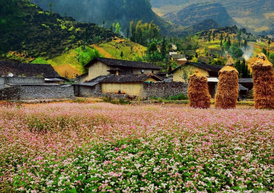 Hà Giang vẫy gọi với mùa hoa tam giác mạch bừng nở - 2 Loài hoa có vẻ ngoài mỏng manh nhưng ẩn chứa sức sống bền bỉ. Ảnh internet
