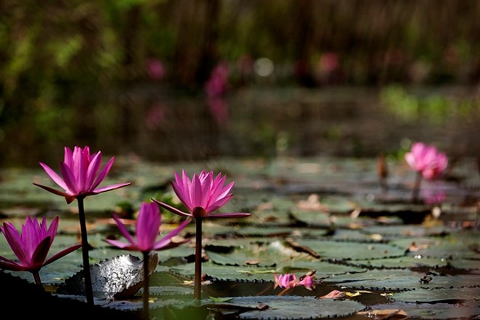 Giới trẻ Hà thành đua nhau chụp ảnh cùng hoa súng trên suối Yến - 1 Giới trẻ Hà thành đua nhau chụp ảnh cùng hoa súng trên suối Yến - 1