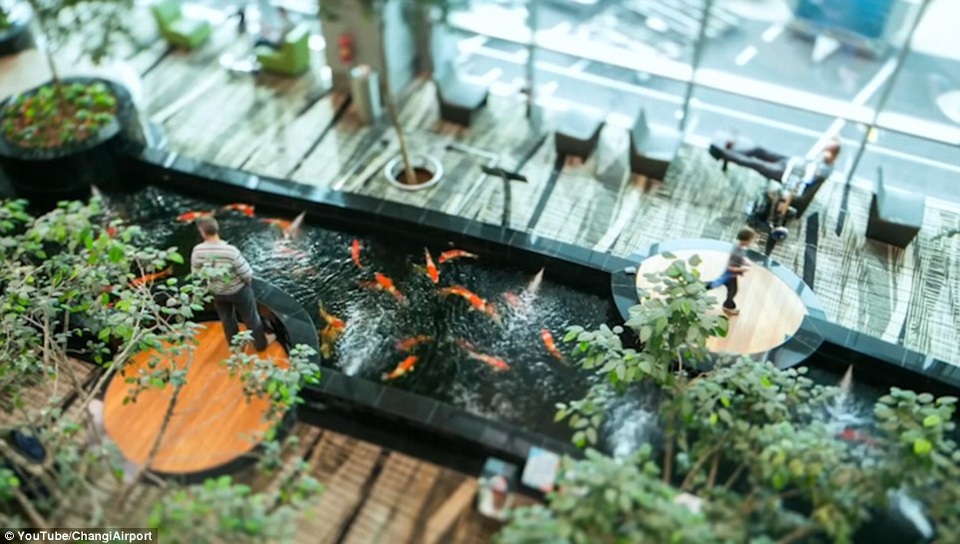Vì sao sân bay Changi Singapore luôn được bình chọn tốt nhất thế giới? - 5 Du khách đang chiêm ngưỡng hồ cá koi