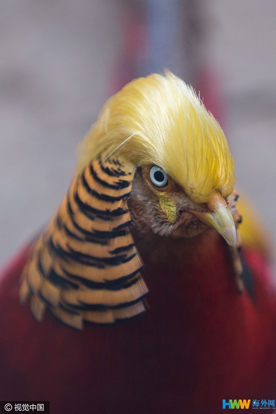 Chim trĩ hút khách du lịch nhờ “mái tóc” giống hệt Donald Trump - 2 Phần chỏm đầu của chim có màu vàng tươi, hất về phía sau