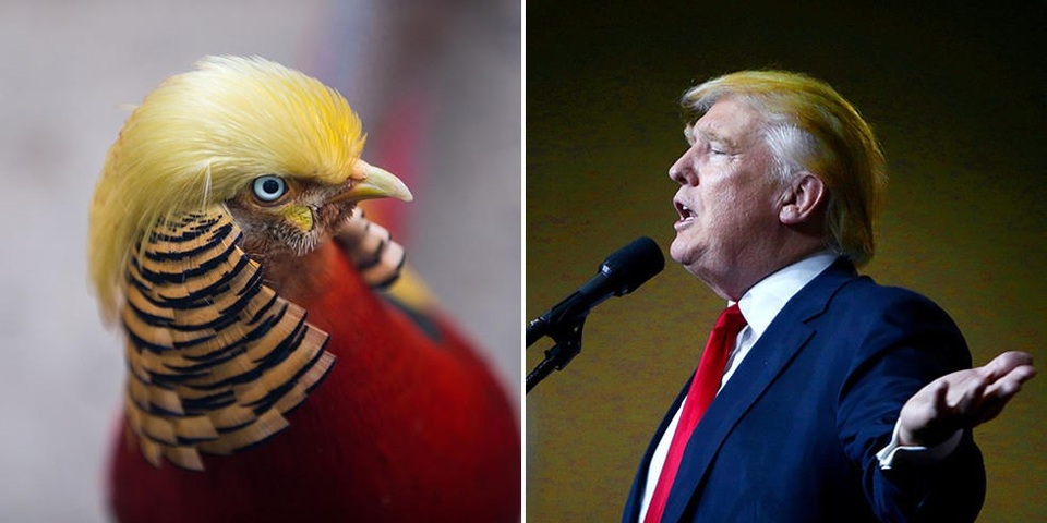 Chim trĩ hút khách du lịch nhờ “mái tóc” giống hệt Donald Trump - 3 Truyền thông Trung Quốc liên tưởng tới mái tóc đặc biệt của ông Donald Trump