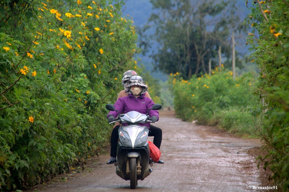Ghé thăm "Vương quốc hoa dã quỳ" nhuộm vàng trên cao nguyên - 3 Người dân được thiết đãi cảnh sắc dã quỳ mỗi sáng đi làm