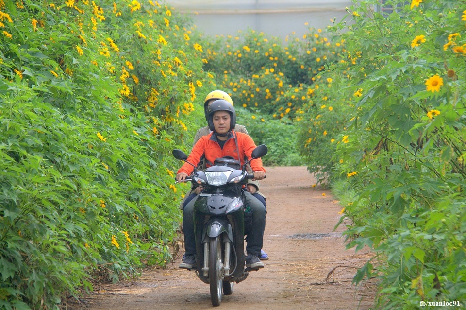 Ghé thăm "Vương quốc hoa dã quỳ" nhuộm vàng trên cao nguyên - 6 Đừng bỏ qua phong cách chụp ảnh cực chất chạy xe máy trên đường dã quỳ
