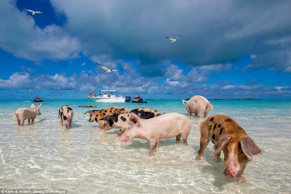 Làm giàu nhờ việc cho lợn... tập bơi và nhảy cầu - 5 Những chú lợn biết bơi ở Bahamas