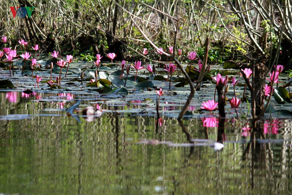 Thế nhưng, tránh thời điểm lễ hội, dòng suối Yến thanh bình với những bông hoa súng tô điểm trên nền mây trời suối nước mênh mang làm say đắm lòng người với vẻ đẹp khó có nơi nào sánh kịp.