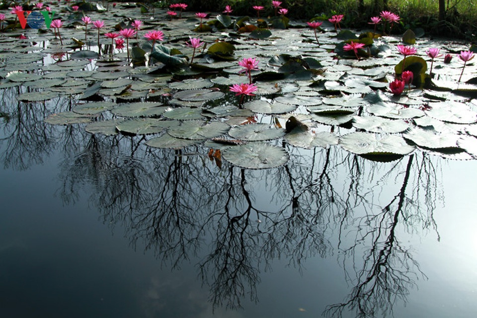 Đến với suối Yến vào dịp thu, cuối thu, sự ồn ào náo nhiệt dường như biến mất, thay vào đó là không gian tĩnh lặng, yên bình. Dù vào dịp cuối tuần, du khách đến nơi đây cũng đông hơn nhưng vẫn có thể dễ dàng tìm được những không gian riêng khi dạo thuyền, ngắm cảnh.