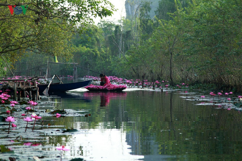 Điểm hút mắt du khách nhất chính là suốt dọc con suối Yến đều phủ một sắc hồng của những bông hoa súng.