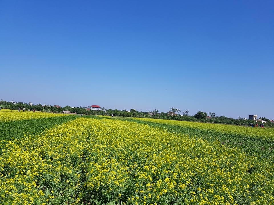 Ngỡ ngàng với cánh đồng hoa cải vàng rực rỡ đẹp bậc nhất Việt Nam - 1 Ngỡ ngàng với cánh đồng hoa cải vàng rực rỡ đẹp bậc nhất Việt Nam - 1