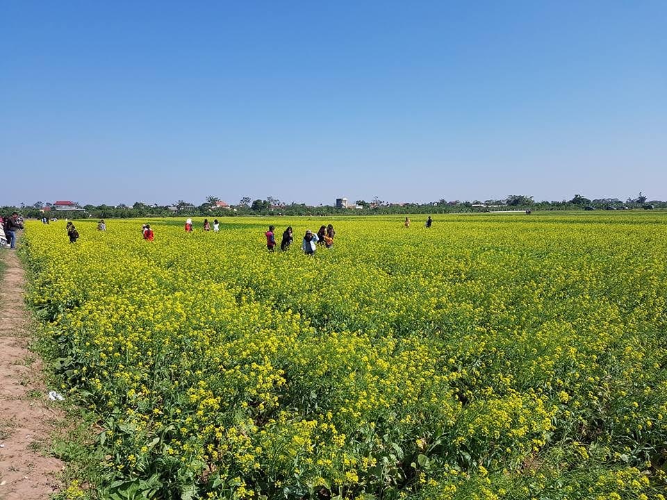 Ngỡ ngàng với cánh đồng hoa cải vàng rực rỡ đẹp bậc nhất Việt Nam - 2 Ngỡ ngàng với cánh đồng hoa cải vàng rực rỡ đẹp bậc nhất Việt Nam - 2