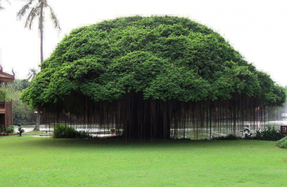 Tán cây ở Ficus Philippines um tùm và xum xuê khiến người ta có cảm giác như bước vào thế giới thần thoại nào đó.