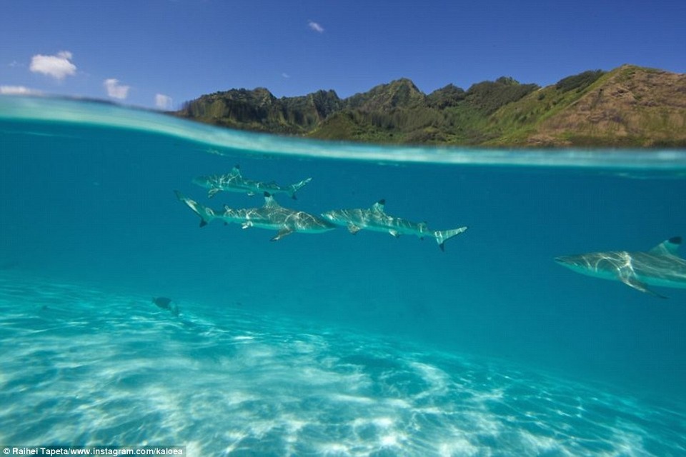 Mỹ nhân liều mình bơi cùng "những kẻ săn mồi đáng sợ nhất" đại dương - 4 Đàn cá mập dưới làn nước trong vắt