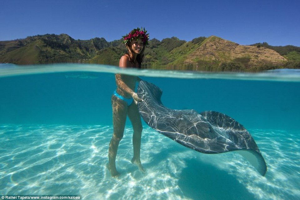 Mỹ nhân liều mình bơi cùng "những kẻ săn mồi đáng sợ nhất" đại dương - 5 Dù được mệnh danh là “sát thủ đại dương”, nhưng cá đuối ở đảo Polynésie khá thân thiện với con người