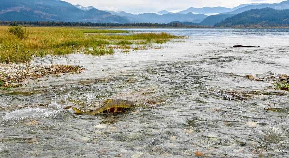 Cá hồi bơi thoăn thoắt qua đường quốc lộ để kiếm “bạn tình” - 2 Chúng tìm đường về nhà để kiếm bạn tình và bước vào mùa sinh sản