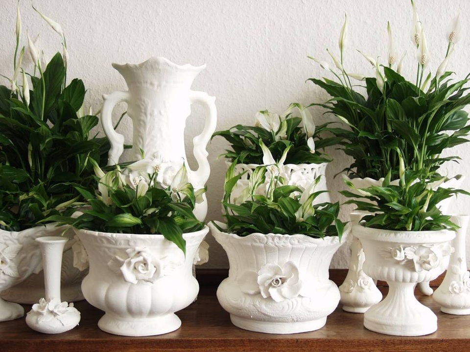 8 loại cây cảnh giúp thanh lọc bầu không khí trong nhà - 4 8 loại cây cảnh giúp thanh lọc bầu không khí trong nhà - 4