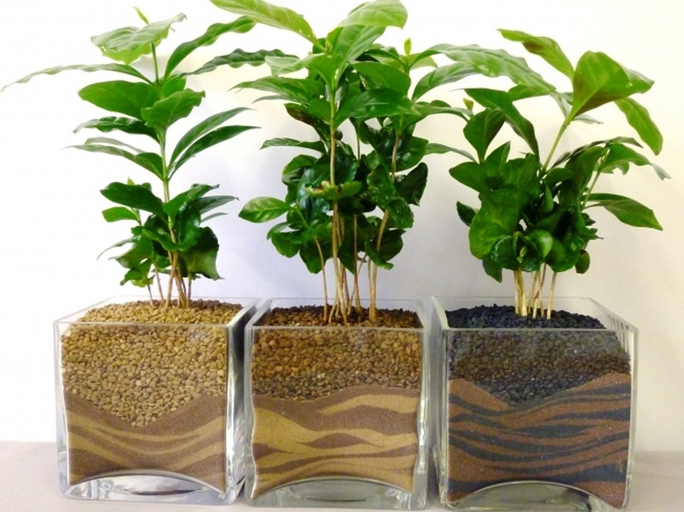 8 loại cây cảnh giúp thanh lọc bầu không khí trong nhà - 5 8 loại cây cảnh giúp thanh lọc bầu không khí trong nhà - 5