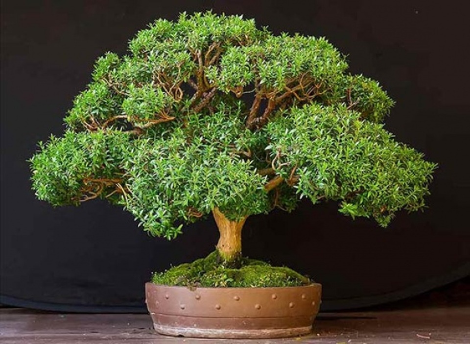 8 loại cây cảnh giúp thanh lọc bầu không khí trong nhà - 6 8 loại cây cảnh giúp thanh lọc bầu không khí trong nhà - 6