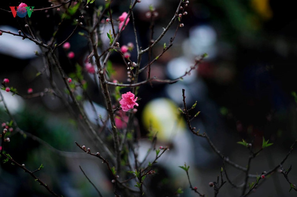 Xuân về trên khắp phố phường Hà Nội - 1 Những cánh hoa đào toát lên một vẻ đẹp dịu dàng, đằm thắm e ấp báo hiệu một mùa xuân mới đã về.