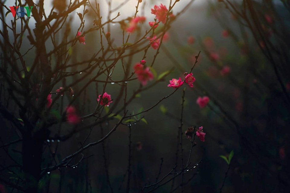 Xuân về trên khắp phố phường Hà Nội - 2 Đào bích khoe sắc thắm dưới làn mưa xuân, xen lẫn là những nụ hoa xinh và những lộc xanh vừa nhú.