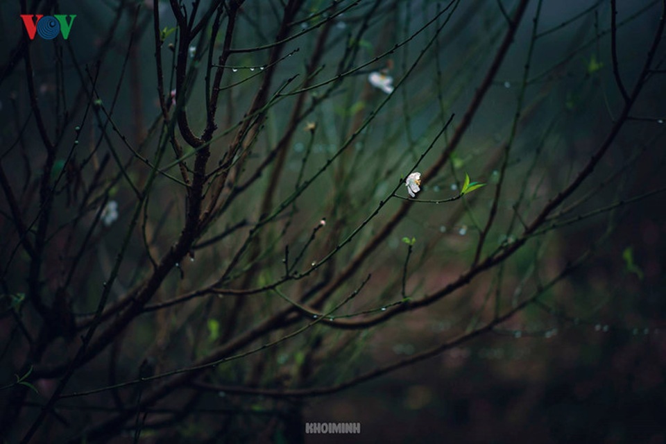 Xuân về trên khắp phố phường Hà Nội - 3 Mưa xuân li ti như bụi, giăng khắp đất trời.