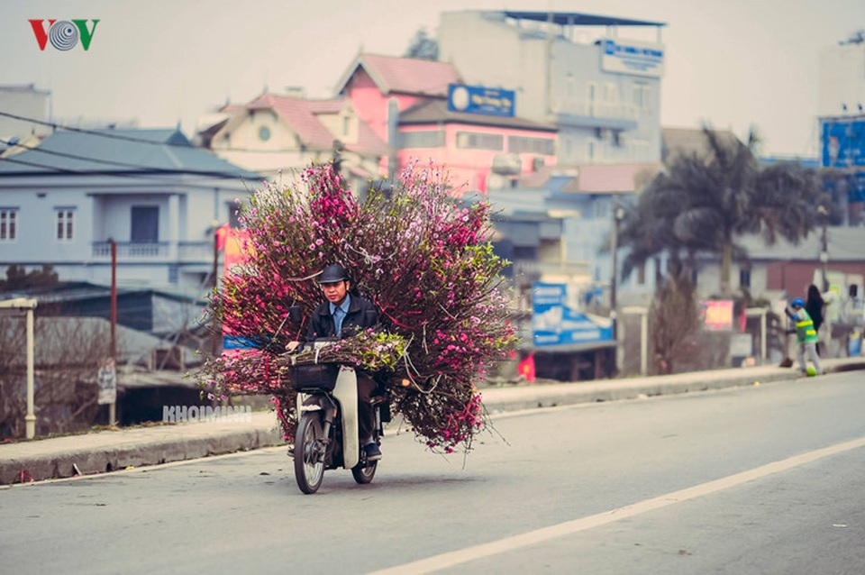 Xuân về trên khắp phố phường Hà Nội - 8 Sương sớm đọng trên những cánh hoa rung rinh sau đuôi xe xuống phố.