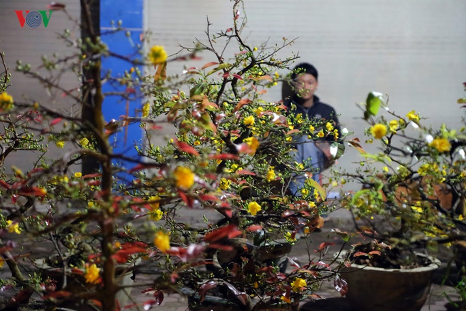 Họ có thể là những chủ vườn, nhưng cũng có thể là những sinh viên, tận dụng thời gian nghỉ học cuối năm, cố trụ lại Thủ đô kiếm thêm chút thu nhập bằng nghề trông đào, quất ban đêm.