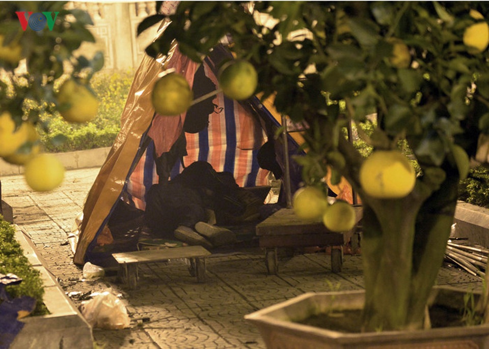 Nhiều chủ vườn dựng lều, căng bạt ngay sát những chậu đào, mai, quất, bưởi, cam để tiện trong việc trông giữ.