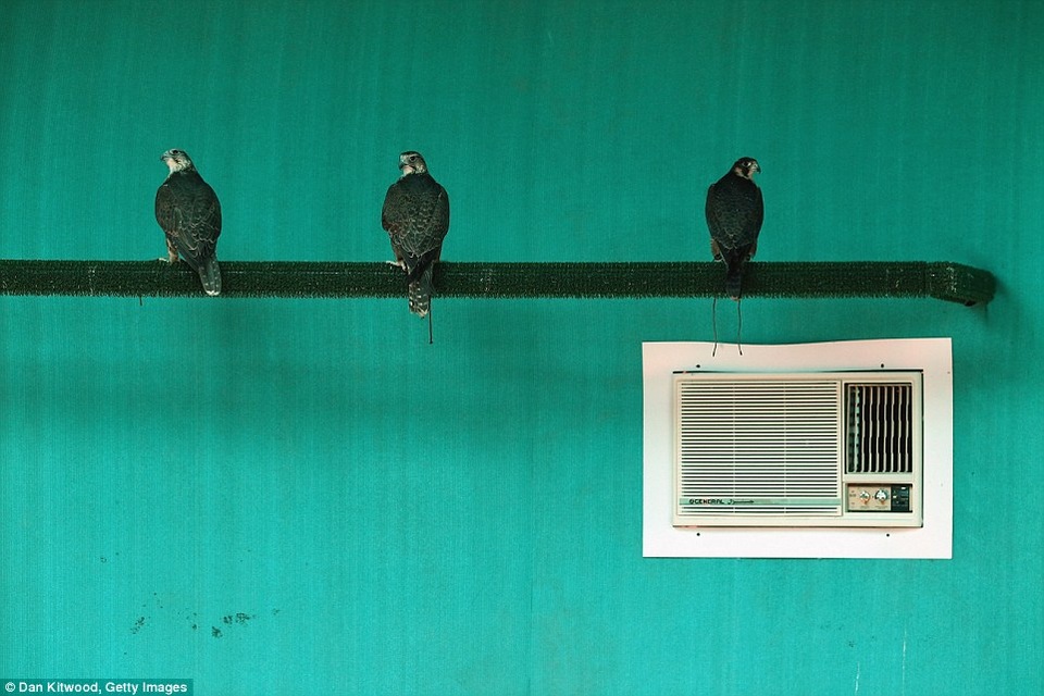 Bệnh viện chăm sóc chim ưng trị giá hàng triệu USD của đại gia Trung Đông - 6 Chúng được nghỉ ngơi thư giãn trong phòng điều hòa