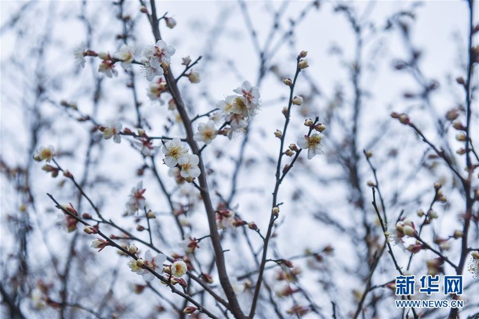 Hoa mận trắng đua nhau khoe sắc thắm trong gió xuân