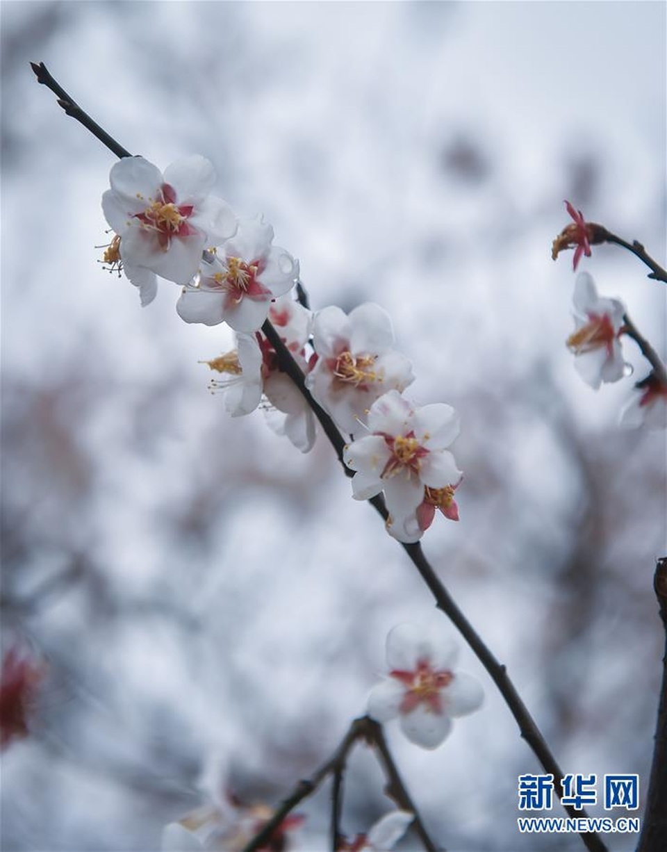 Màu mận trắng tinh khôi rở rộ khắp đất trời giúp Hàng Châu thay màu áo mới