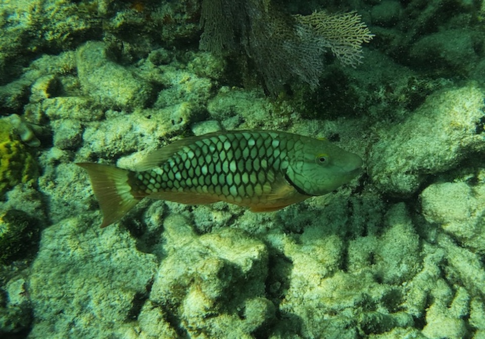 Những yếu tố khiến camera chuyên nghiệp phải dè chừng Galaxy S9/S9+ - 3 Ảnh chụp dưới nước bằng Galaxy S9