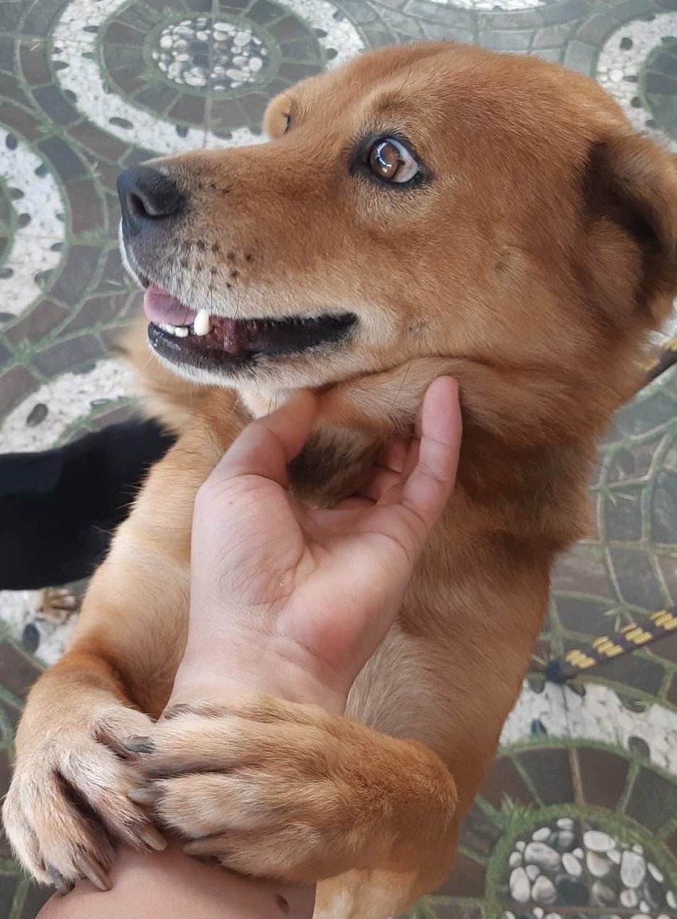 Những yếu tố khiến camera chuyên nghiệp phải dè chừng Galaxy S9/S9+ - 4 Bắt ngay khoảnh khắc chú chó đang nhảy lên mà không hề bị mờ hay nhòe, nhờ công nghệ Super Speed Dual Pixel lấy nét cực nhanh và chống rung quang học (OIS)