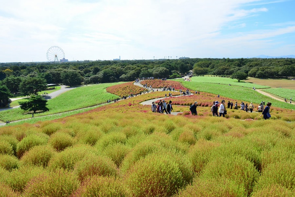Đồi Kochia trong thời kì thay màu