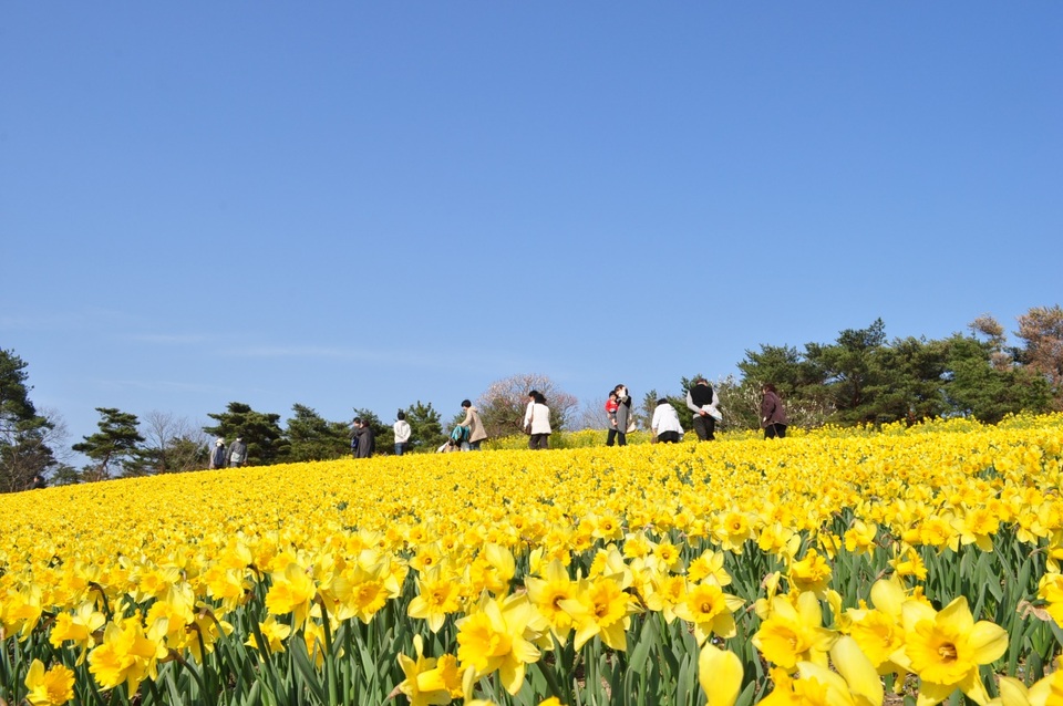 Sự hòa quyện giữa sắc xanh của hoa Nemophila, biển xanh và bầu trời