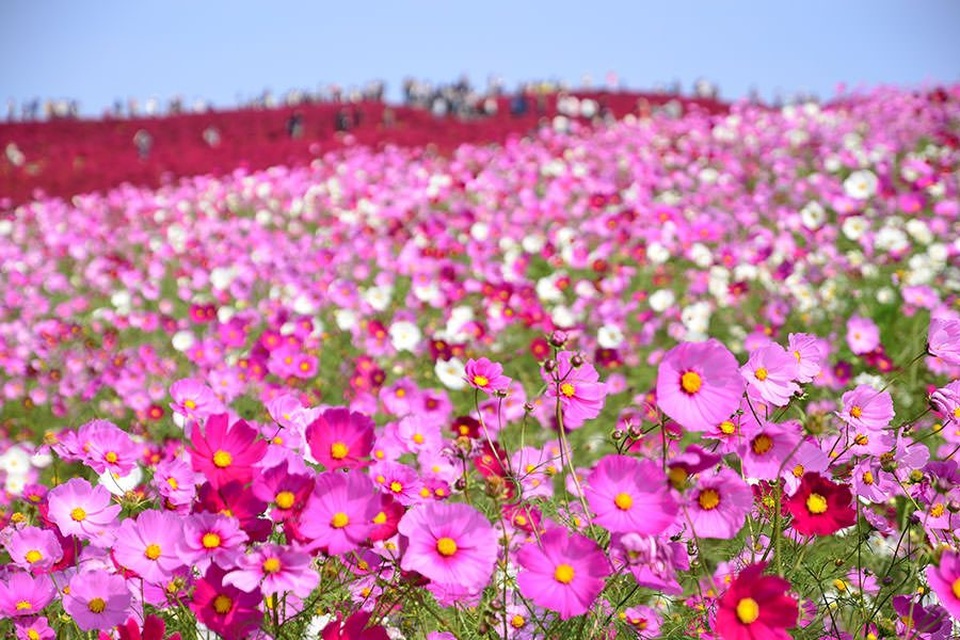 
Tại đây, bạn có thể ngắm cảnh đẹp mùa thu tạo nên bởi hơn 2 triệu cành hoa Cosmos và thảm cỏ Kochia!
