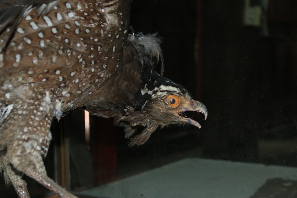 
Theo người dân kể lại, từ hơn 10 năm trước, cây bồ đề và ngôi miếu được di dời để nhường chỗ xây dựng khu liên hiệp thể thao Mỹ Đình. Sau đó một thời gian, người dân phát hiện xác chim ở khu vực công trình.
