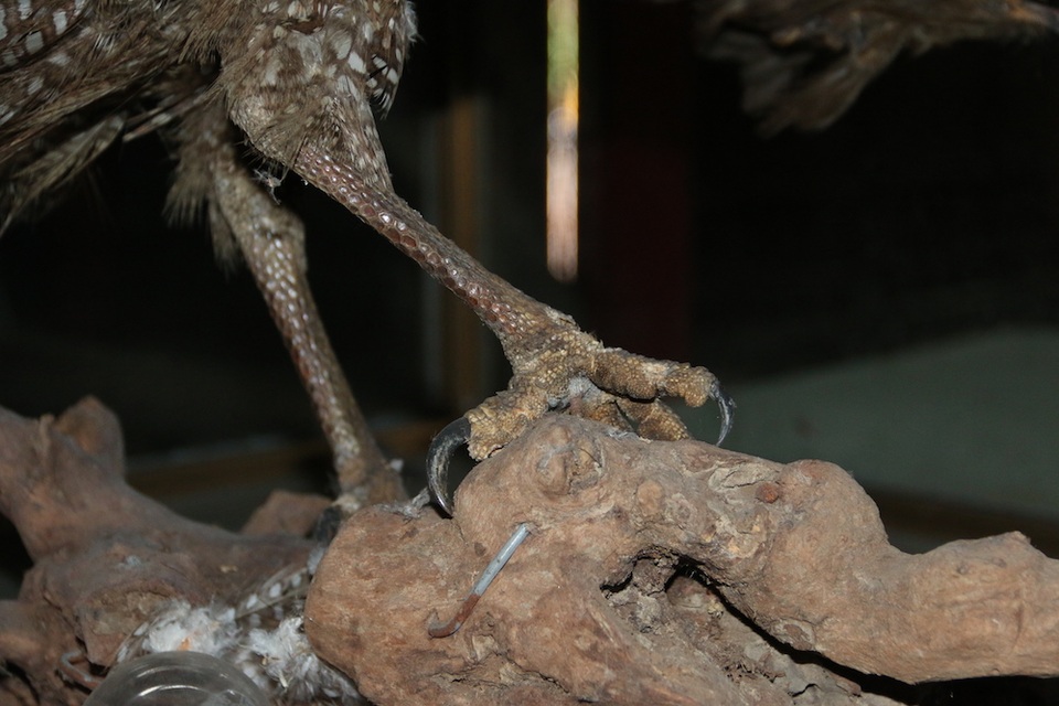 
Điểm đặc biệt là qua 13 năm bảo quản thô sơ, xác chim đại bàng con gần như nguyên vẹn, chân chim trông như của sinh vật còn sống.
