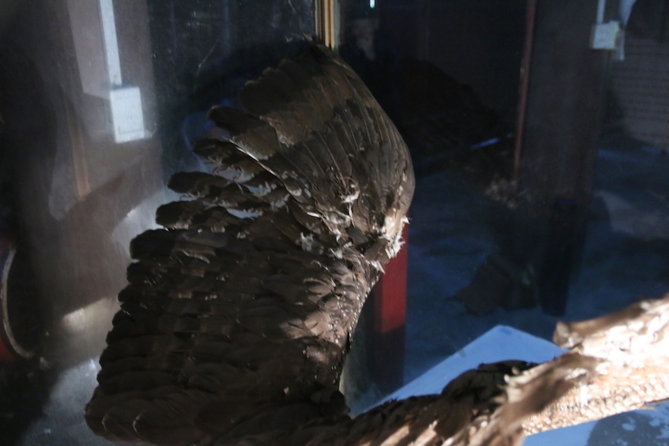 
Chim có sải cánh đến 1,2m, nặng khoảng 4kg, mắt đỏ, mỏ đen, đầu mỏ hơi vàng, chân chì cùng móng vuốt sắc nhọn.
