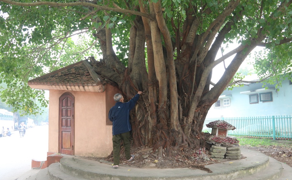 
Cây bồ đề cổ thụ của làng Nhân Mỹ - nơi chim đại bàng đất chú ngụ trong một thời gian dài trước khi phải di dời để nhường đất xây dựng công trình thể thao. Thân cây to, tán rộng nên khi di dời phải cắt bỏ toàn bộ phần ngọn, để nguyên phần gốc. Hiện tại cây bồ đề này đã lên ngọn tỏa bóng sum suê.
