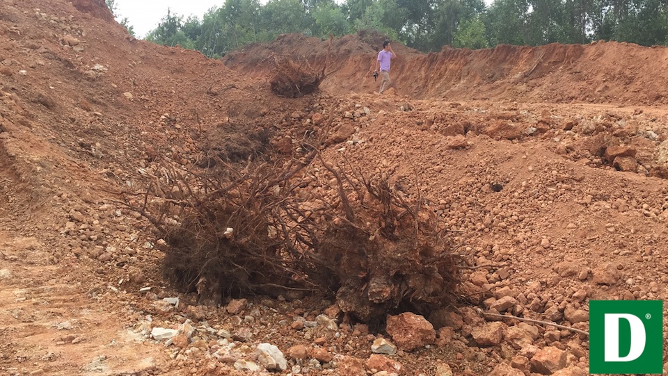 Nghệ An: “Loạn” khai thác đất trái phép - 8 Nhiều gốc cây bị đào bới lên.