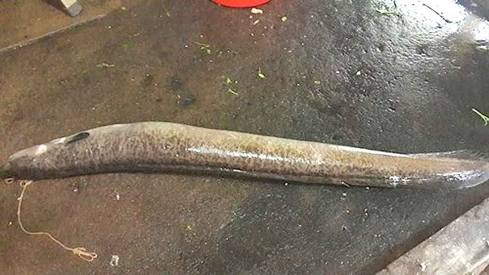Bắt được cá chình "khủng" nặng 16 kg - 1 Con cá chình khủng được bán với giá hơn 8 triệu đồng.