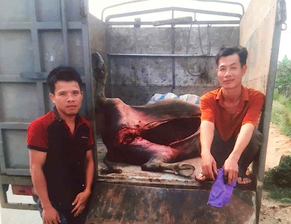 Bắt xe khách vận chuyển hơn 500 kg nhộng tằm bốc mùi - 5 Một vụ vận chuyển trâu chết đi làm thịt bị bắt giữ.