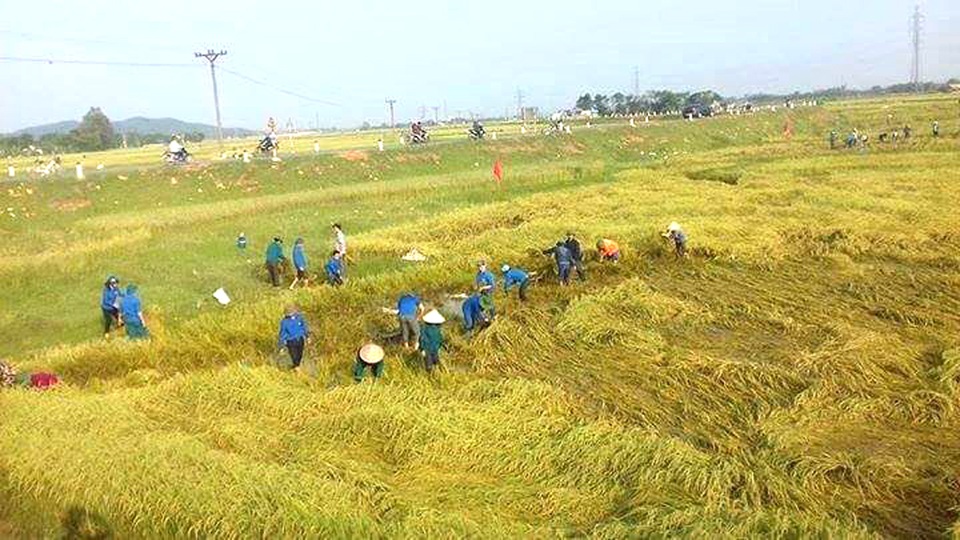 Hàng trăm ha lúa ở các xã thuộc huyện Đô Lương đổ rạp và được đoàn viên thanh niên giúp dân cùng gặt lúa.