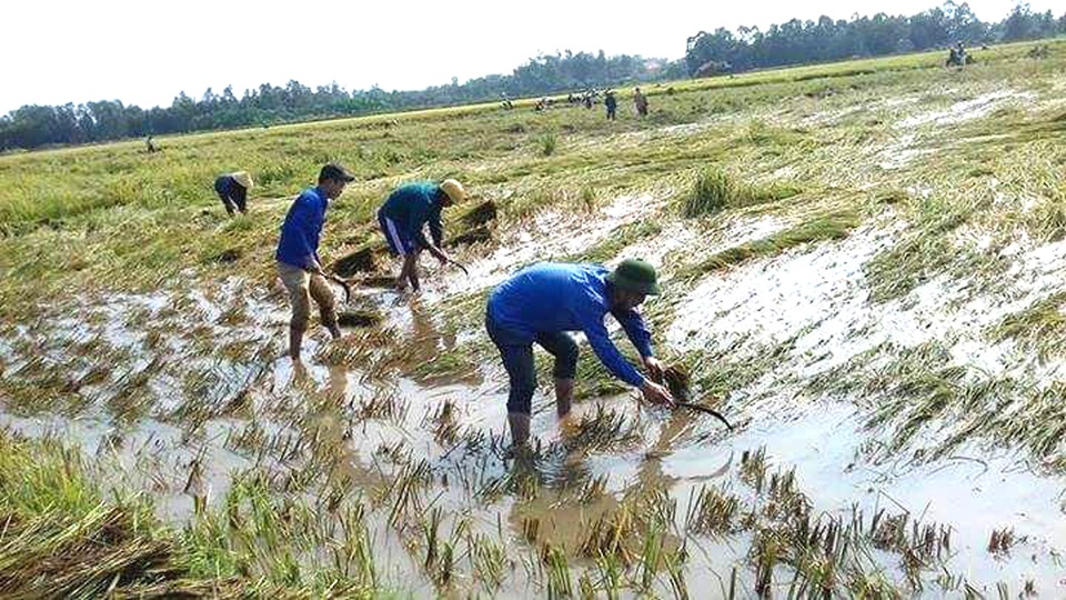 Lúa chín gặp lụt nên khi gặt gặp rất nhiều khó khăn.